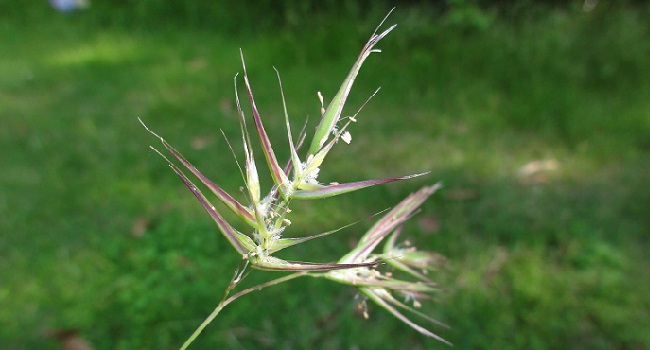 Wallaby-grass at anthesis