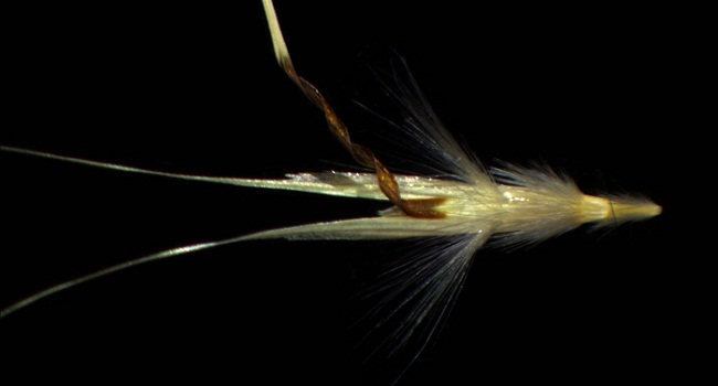 Floret of <i>Rytidosperma racemosum</i>